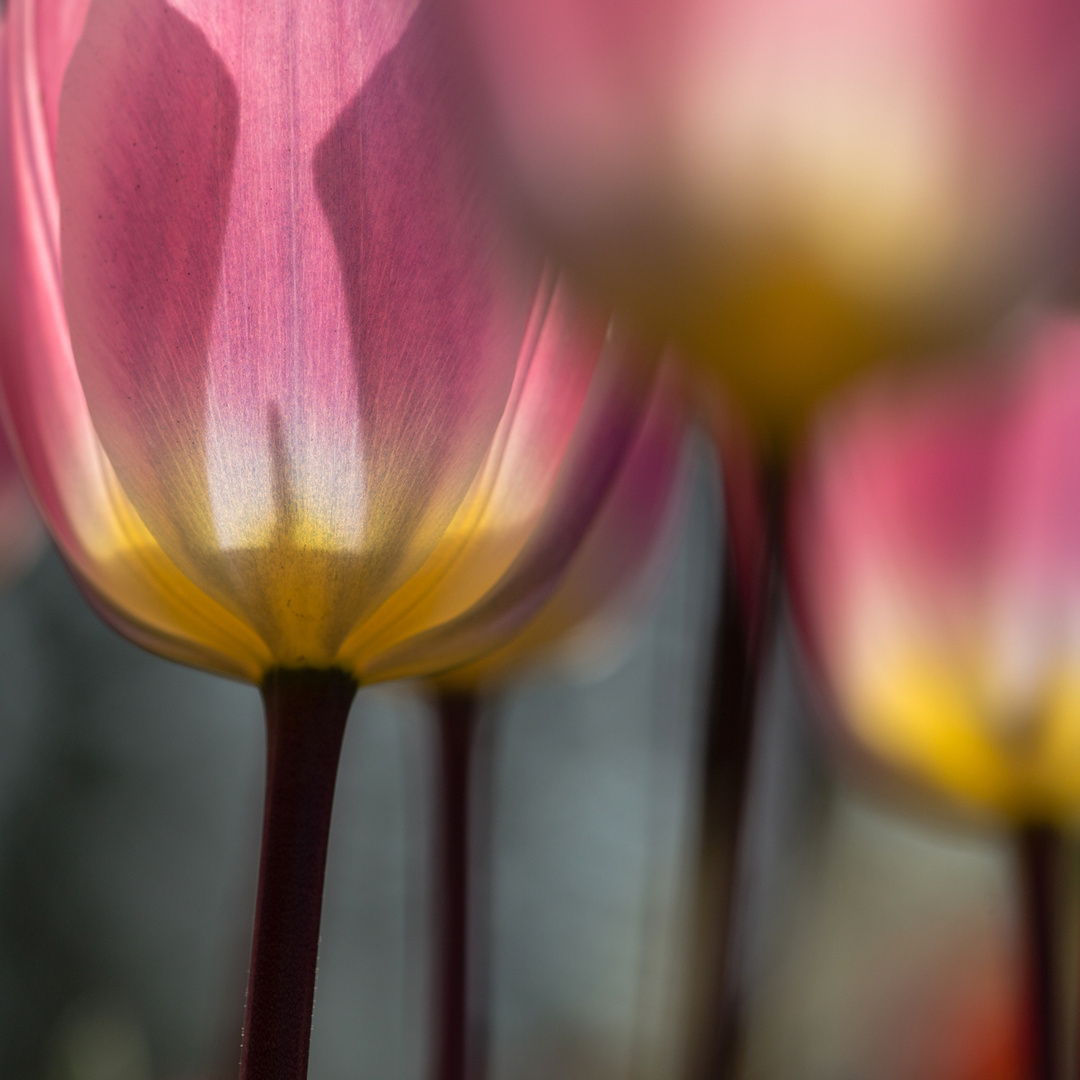 Tulpen 1