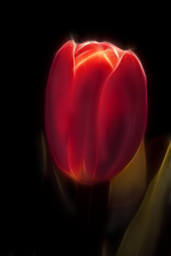 Tulpen 1