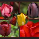 Tulpen 1