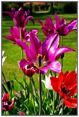 Tulpen 1