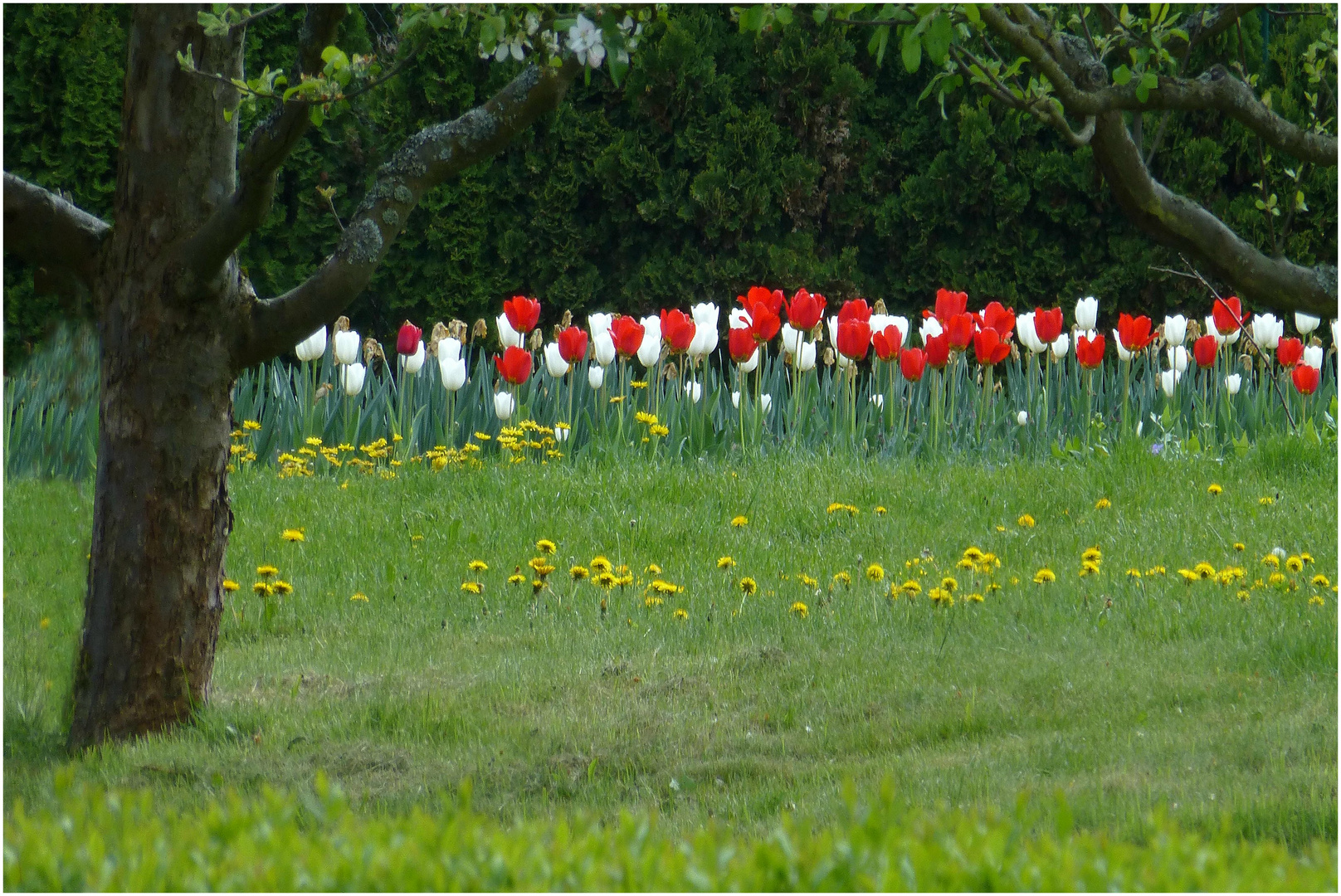 Tulpen (1)