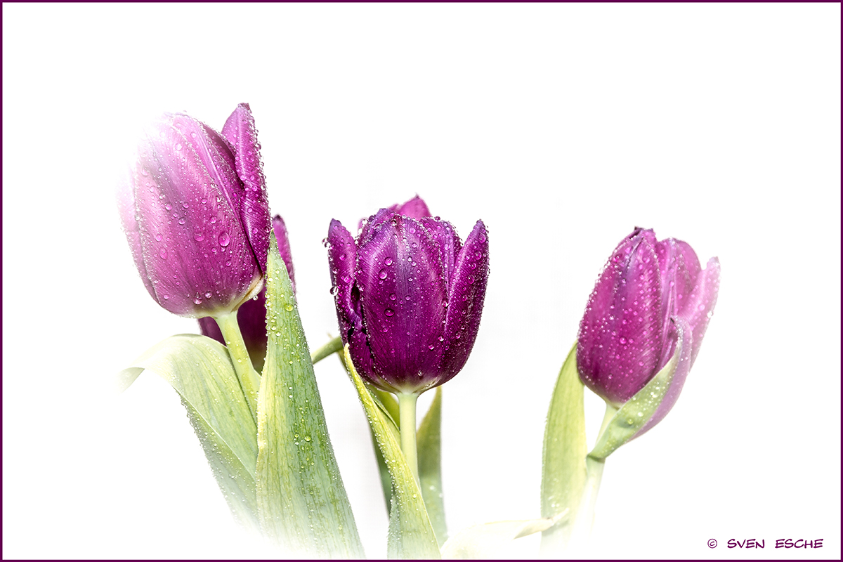 Tulpen-1