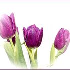 Tulpen-1