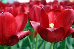 Tulpen - 1 -