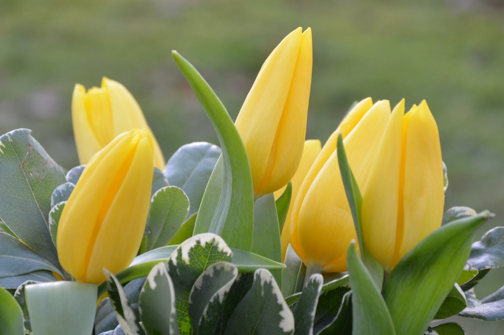 # Tulpen -1   #