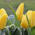 # Tulpen -1   #