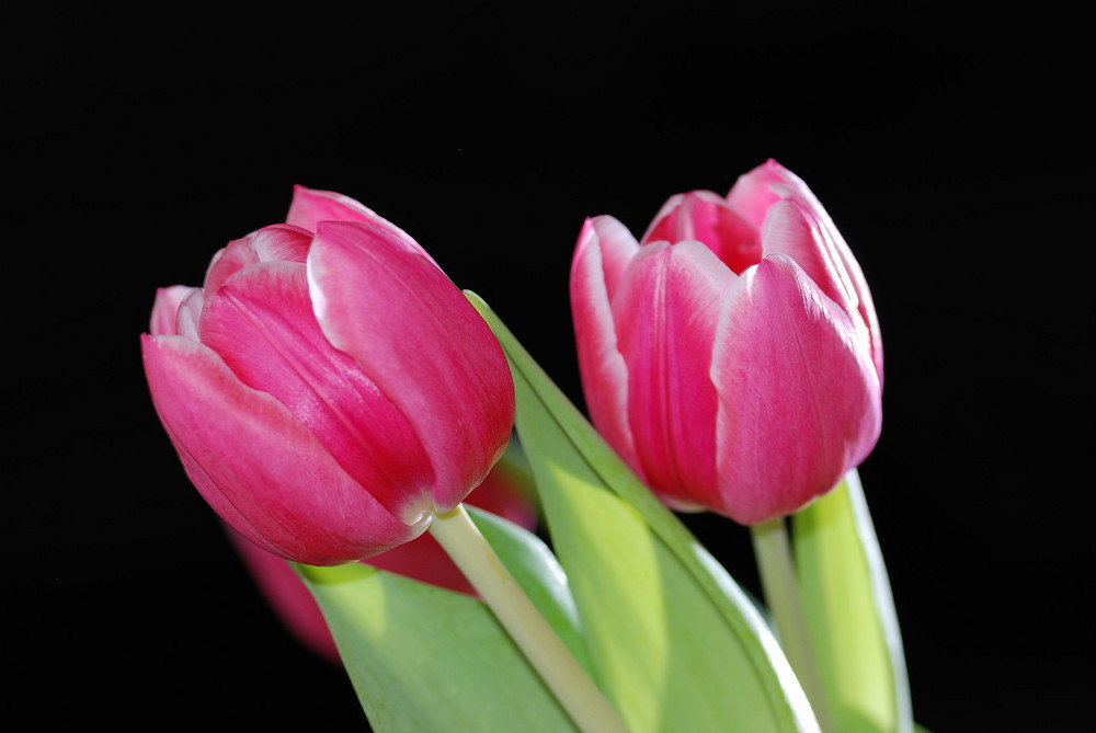 Tulpen