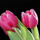 Tulpen