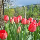 Tulpen