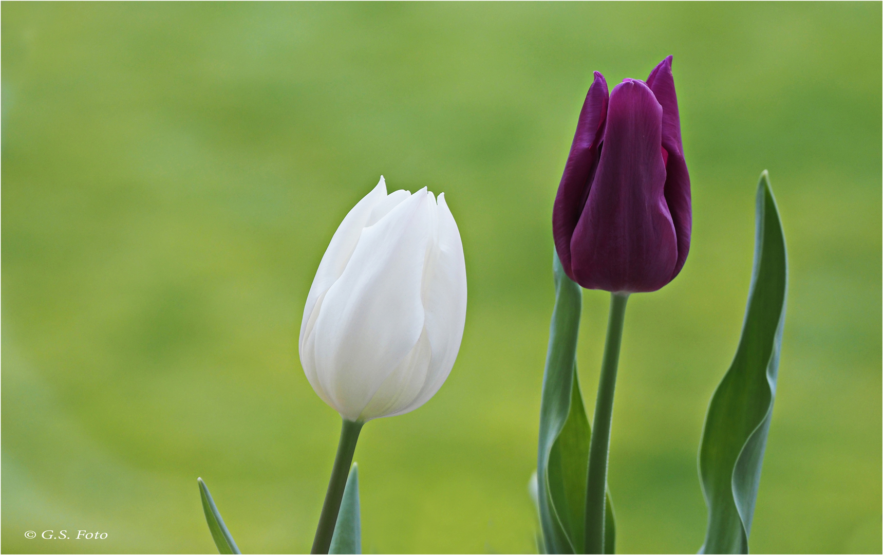 Tulpen ....