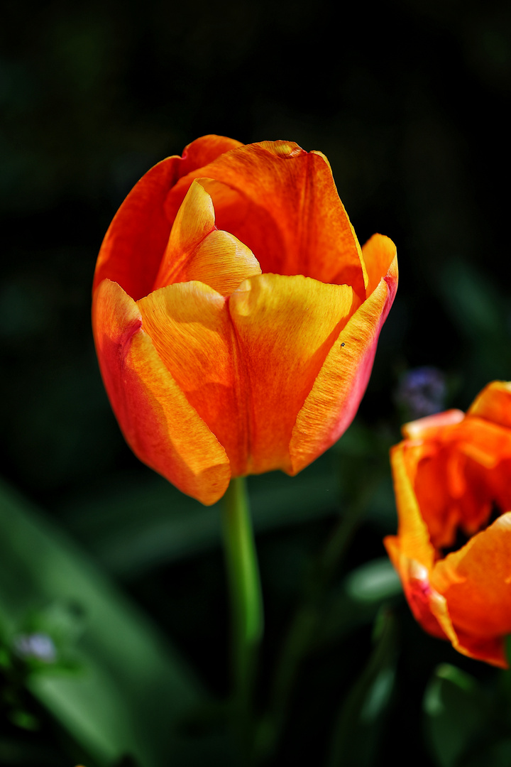 Tulpen