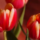 Tulpen