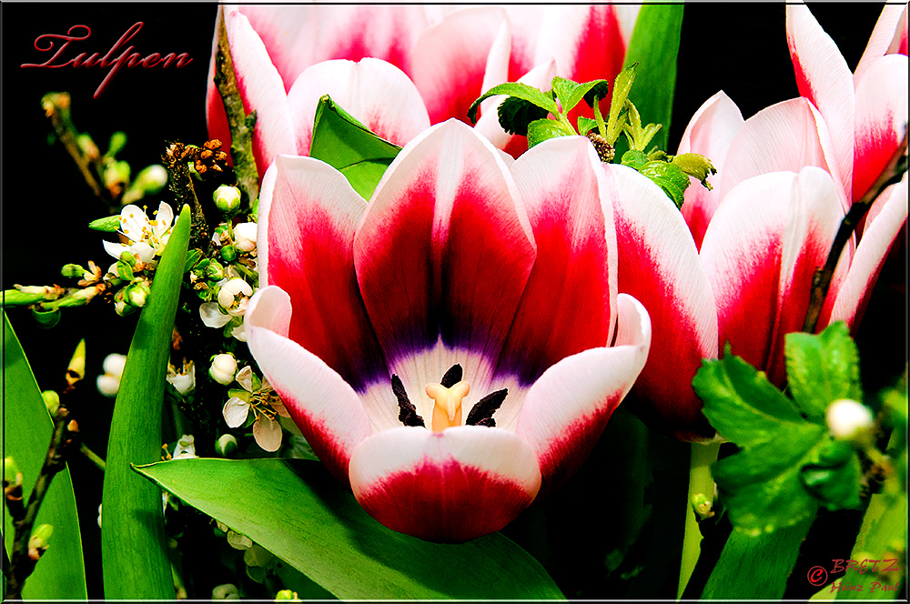 Tulpen ²