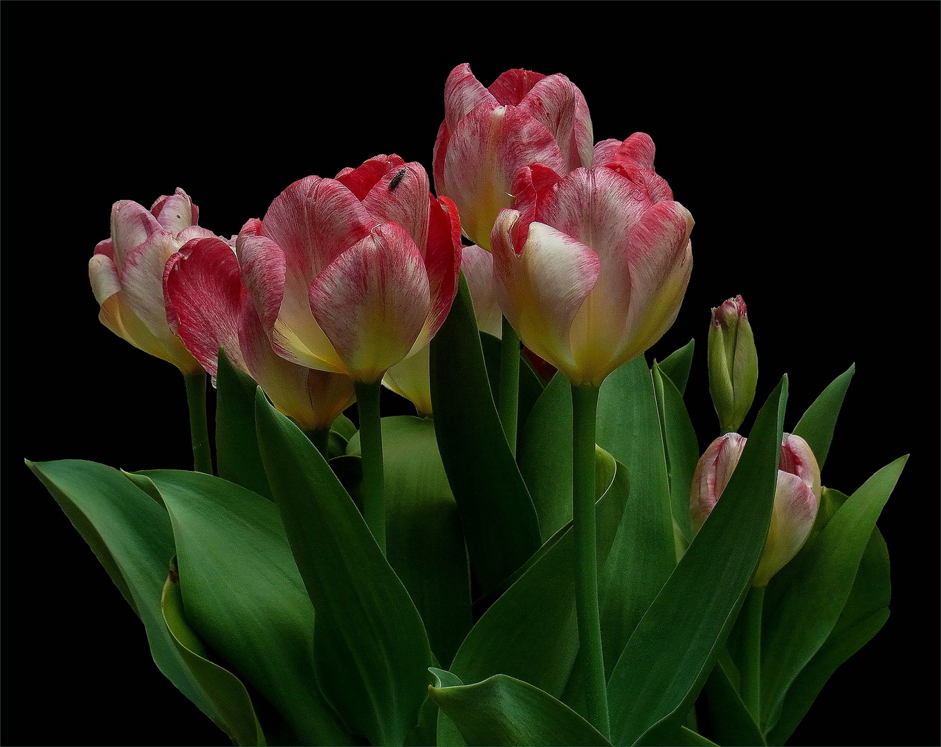 Tulpen....