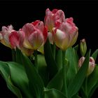 Tulpen....