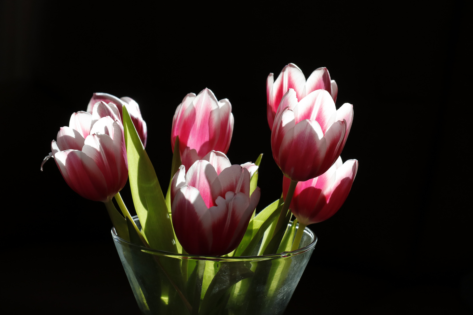 Tulpen