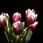 Tulpen