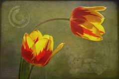 tulpen