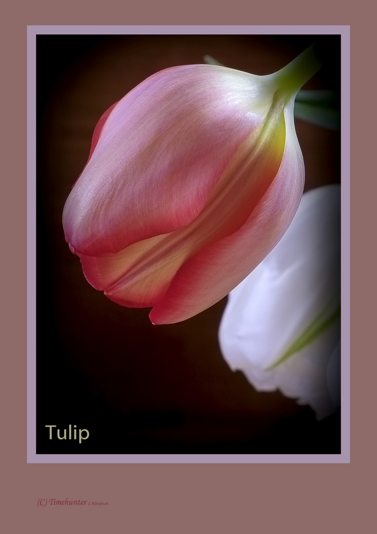 Tulpen