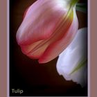 Tulpen