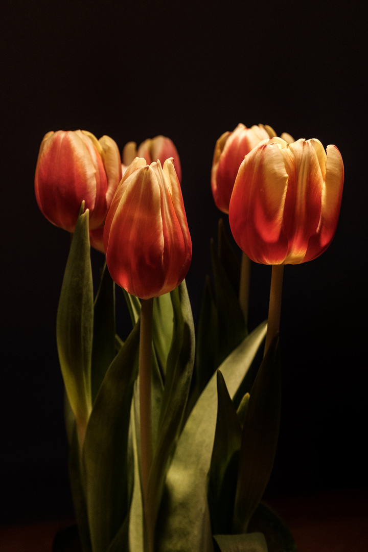 Tulpen