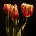 Tulpen