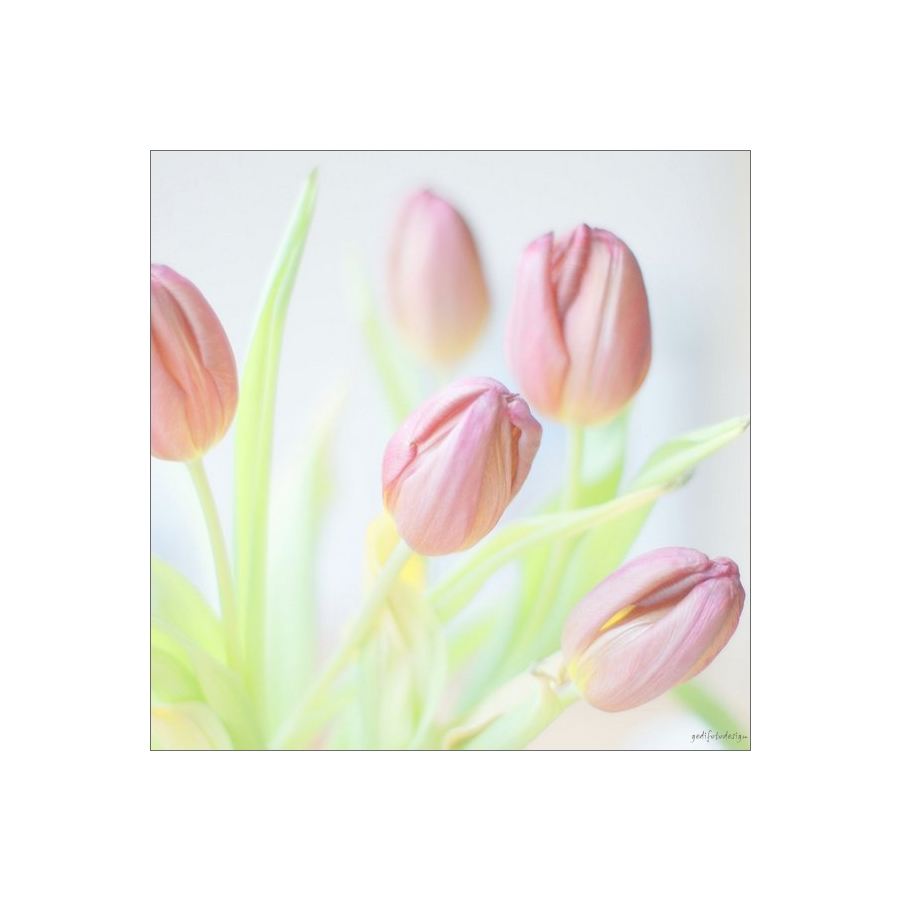 Tulpen