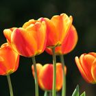 Tulpen