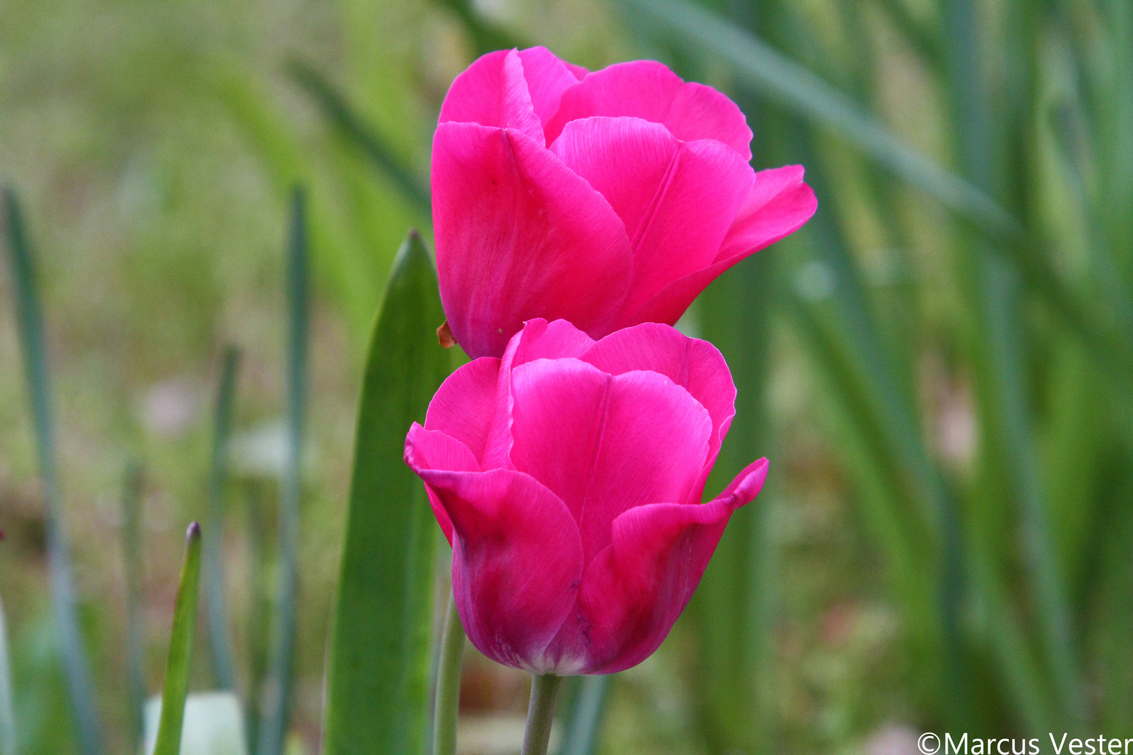 Tulpen