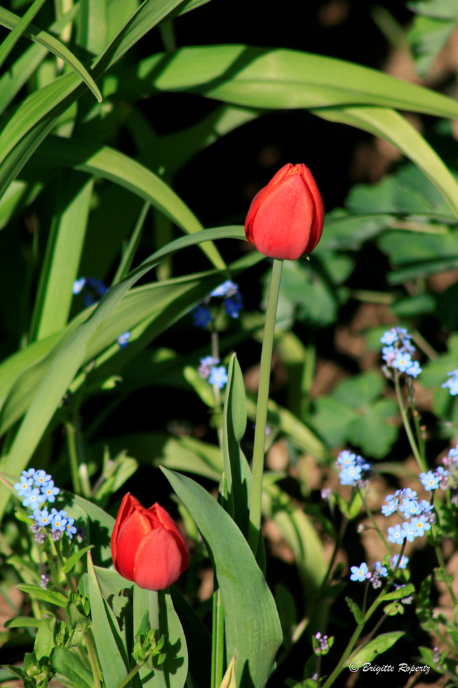 Tulpen ....