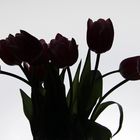 Tulpen