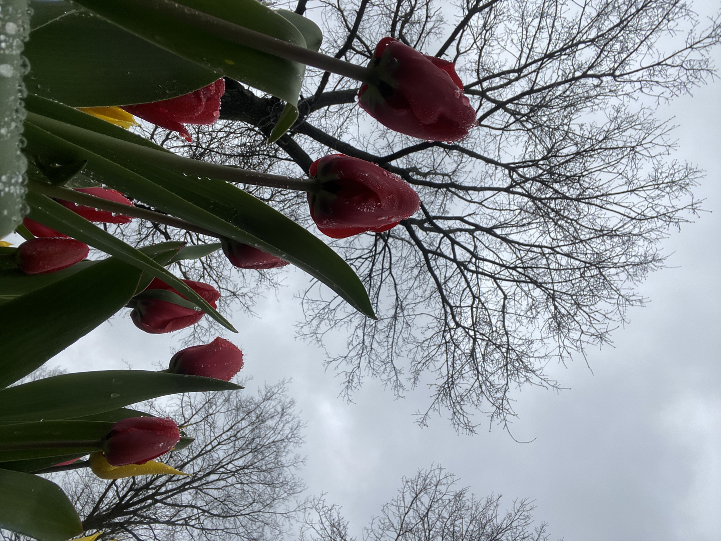 Tulpen