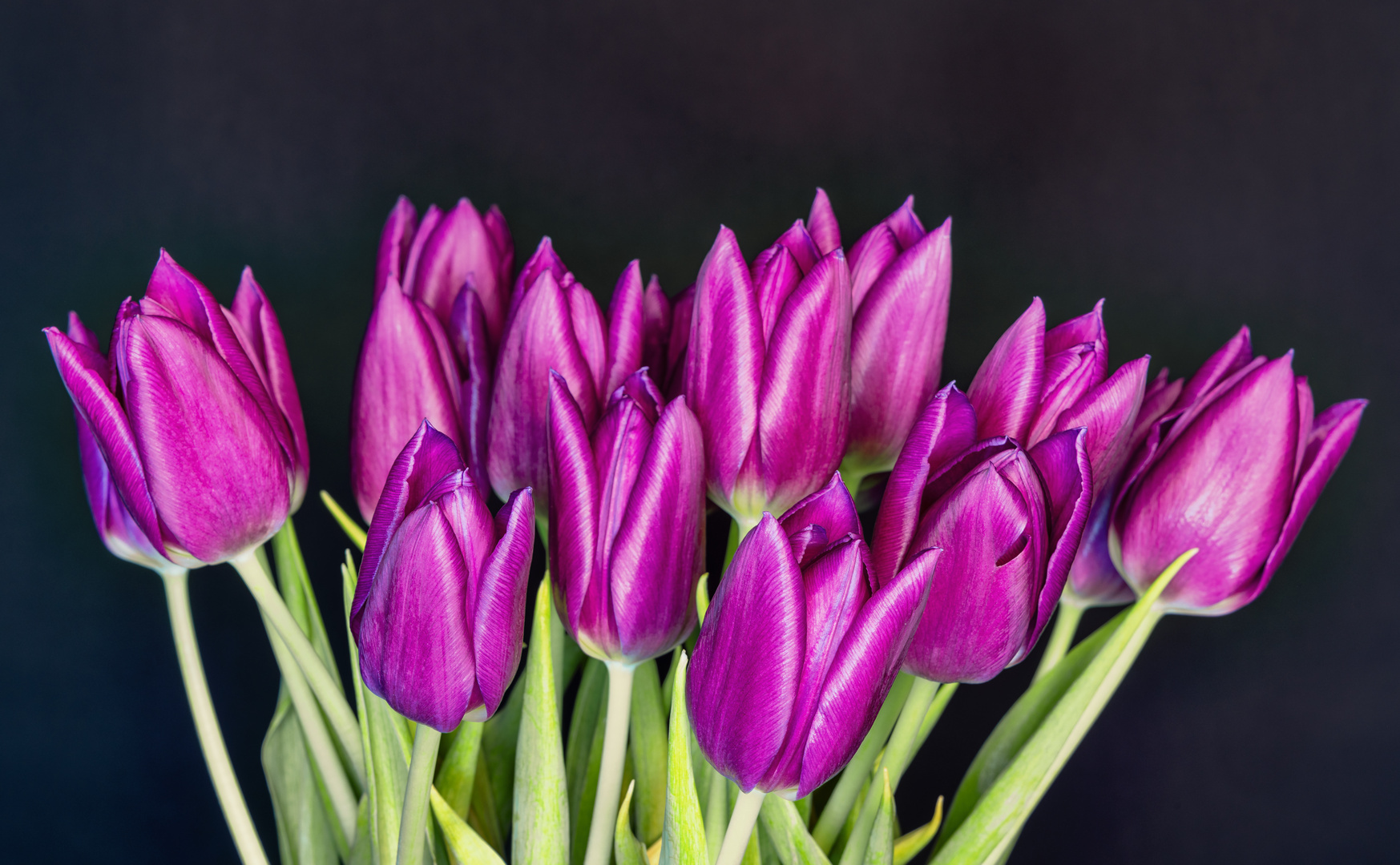 Tulpen