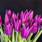 Tulpen