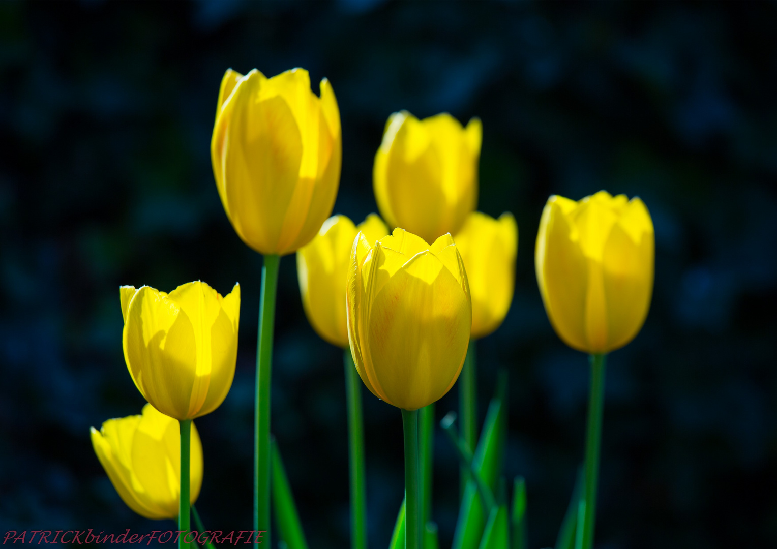 Tulpen...