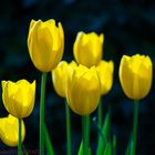 Tulpen...