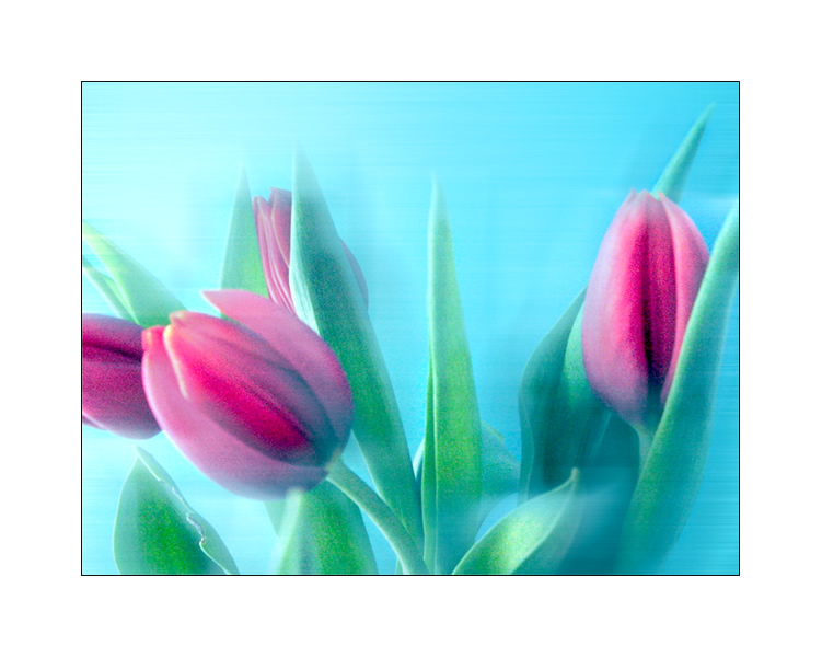 Tulpen