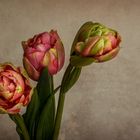 Tulpen