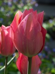 Tulpen