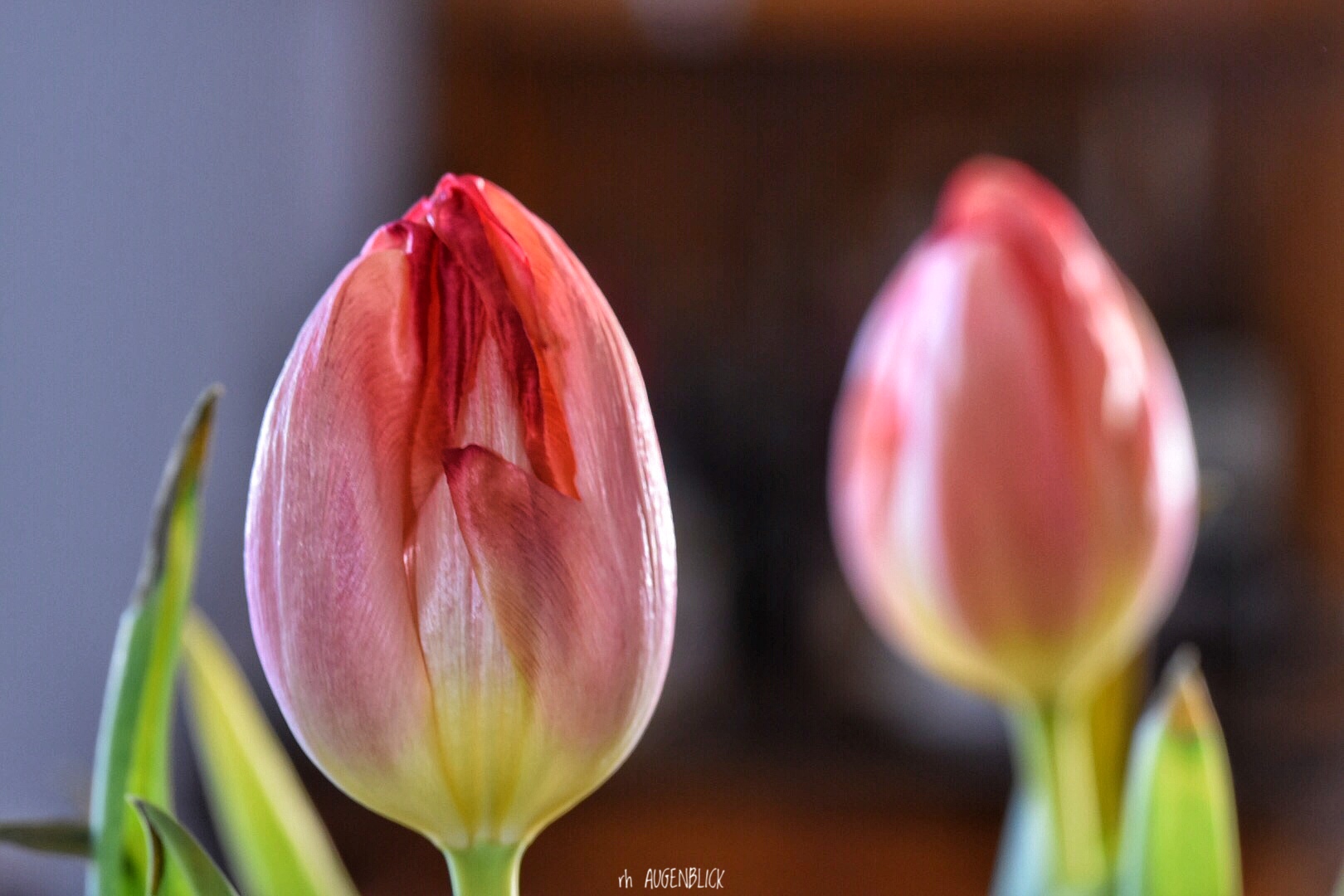 Tulpen