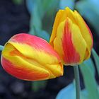 Tulpen