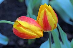 Tulpen