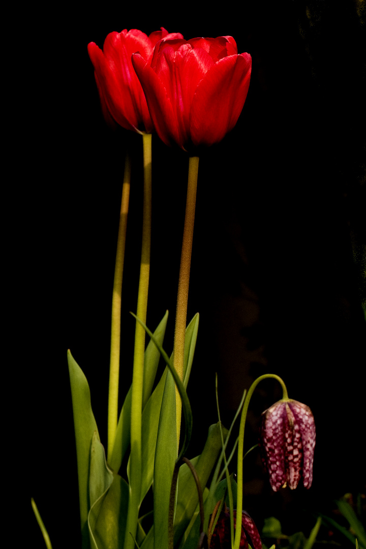 Tulpen