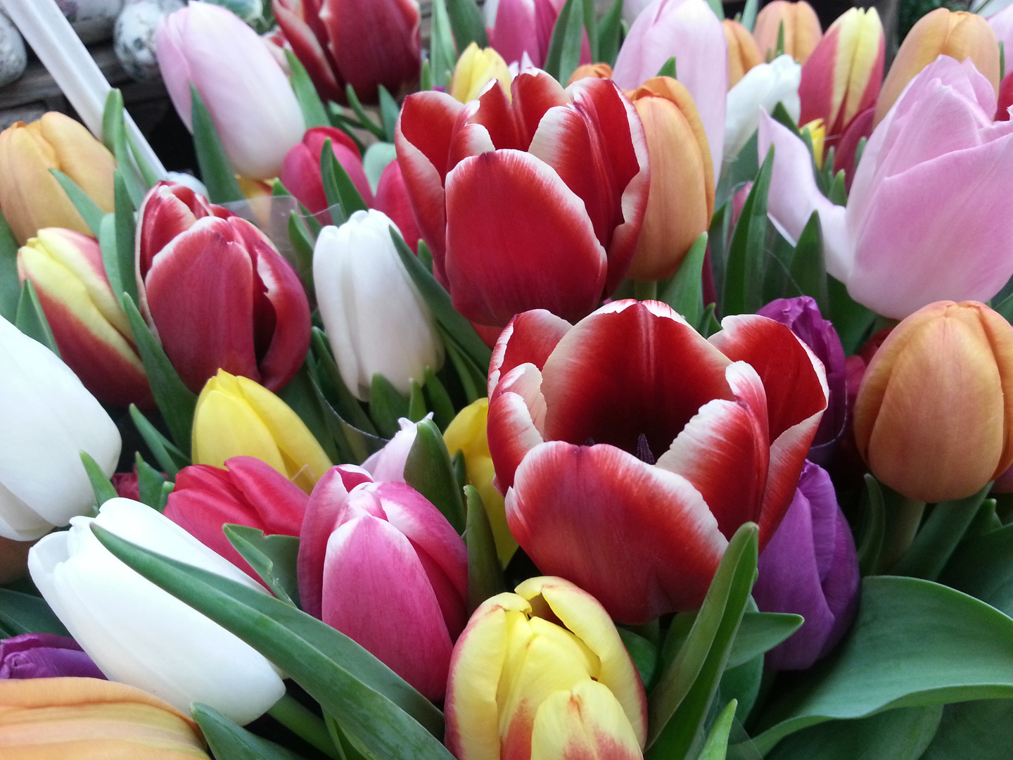 Tulpen