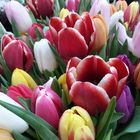 Tulpen