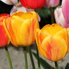 Tulpen