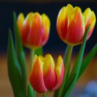 Tulpen