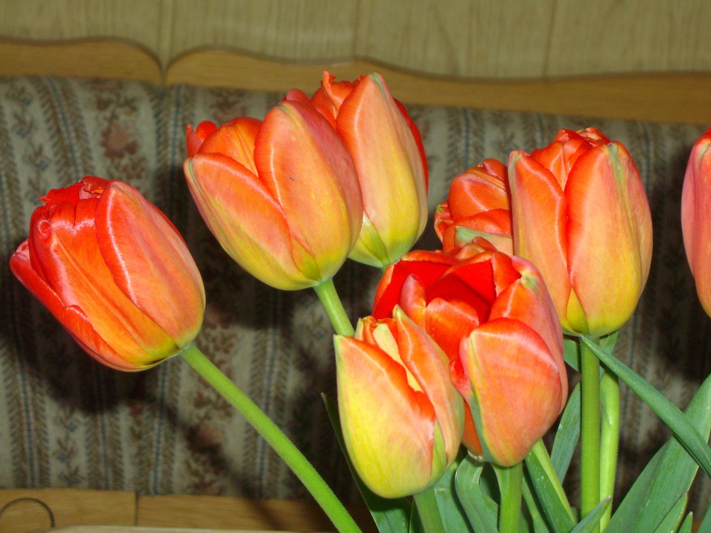 Tulpen