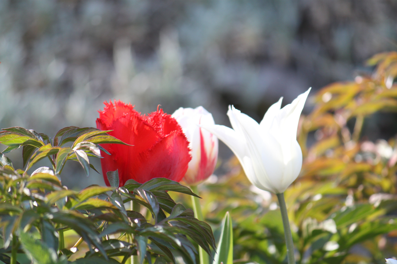 Tulpen