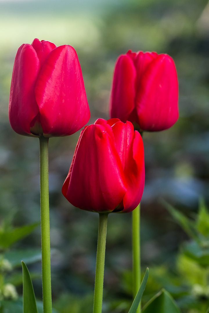 Tulpen